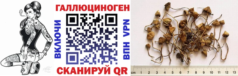 купить наркотики сайты  дарк нет клад  Псилоцибиновые грибы Cubensis  Мыски 
